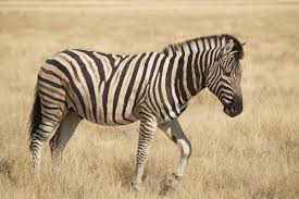 zebra